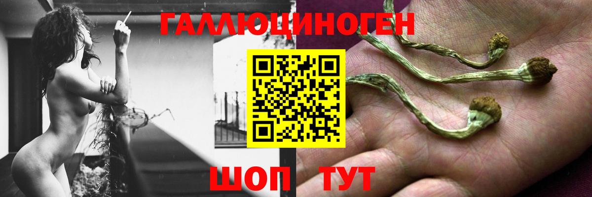 Галлюциногенные грибы MAGIC MUSHROOMS  Псилоцибиновые грибы мицелий  Вход с VPN  Бийск 